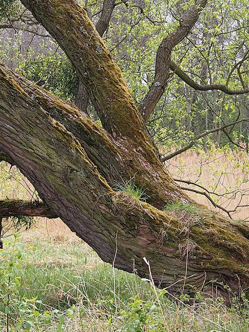 Was macht eigentlich die Silberweide im Frühling?