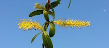 Silderweide männliche Blüte