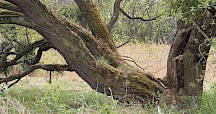 Silberweide