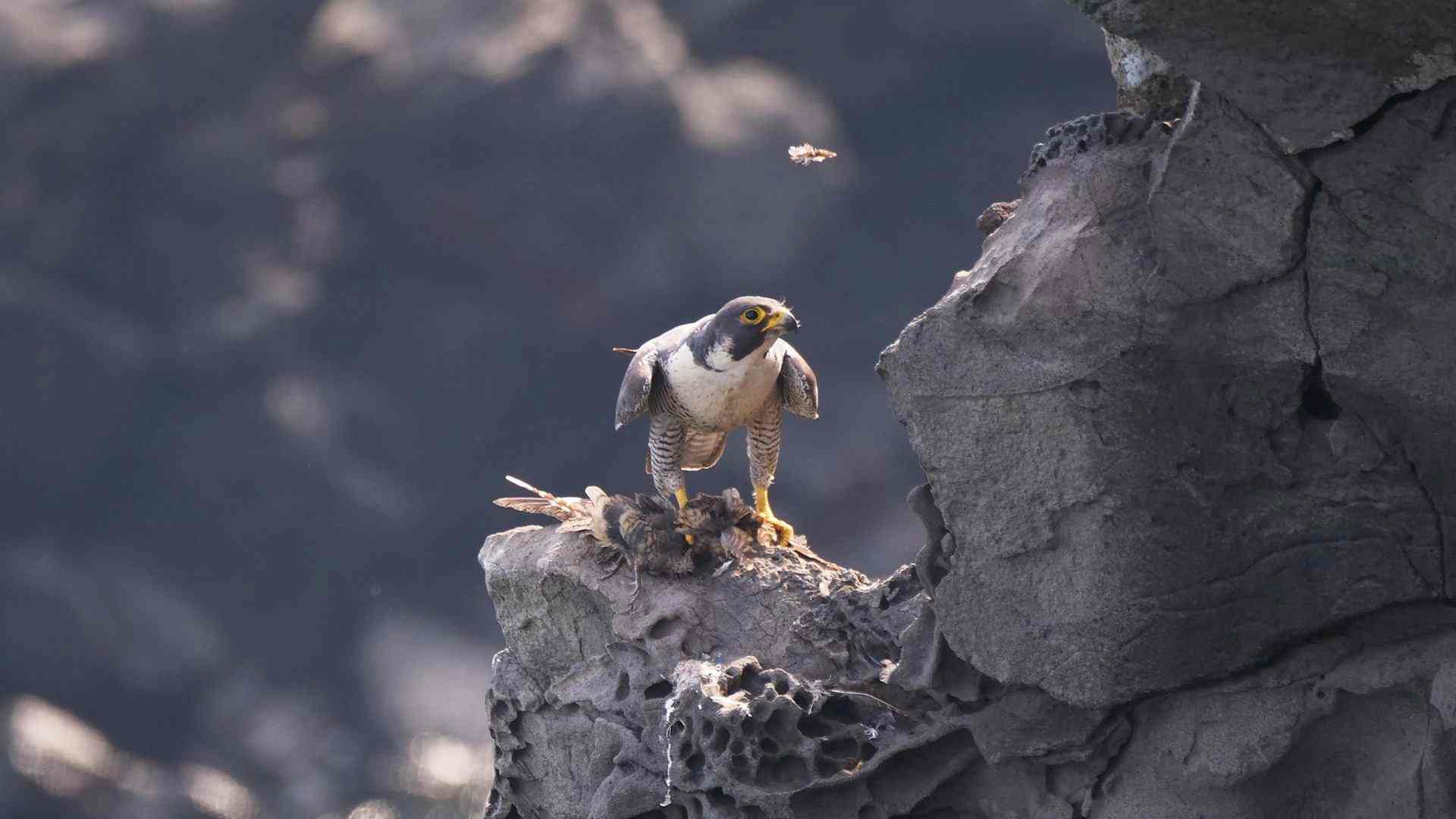 Was macht eigentlich der Wanderfalke übers Jahr? Headerbild