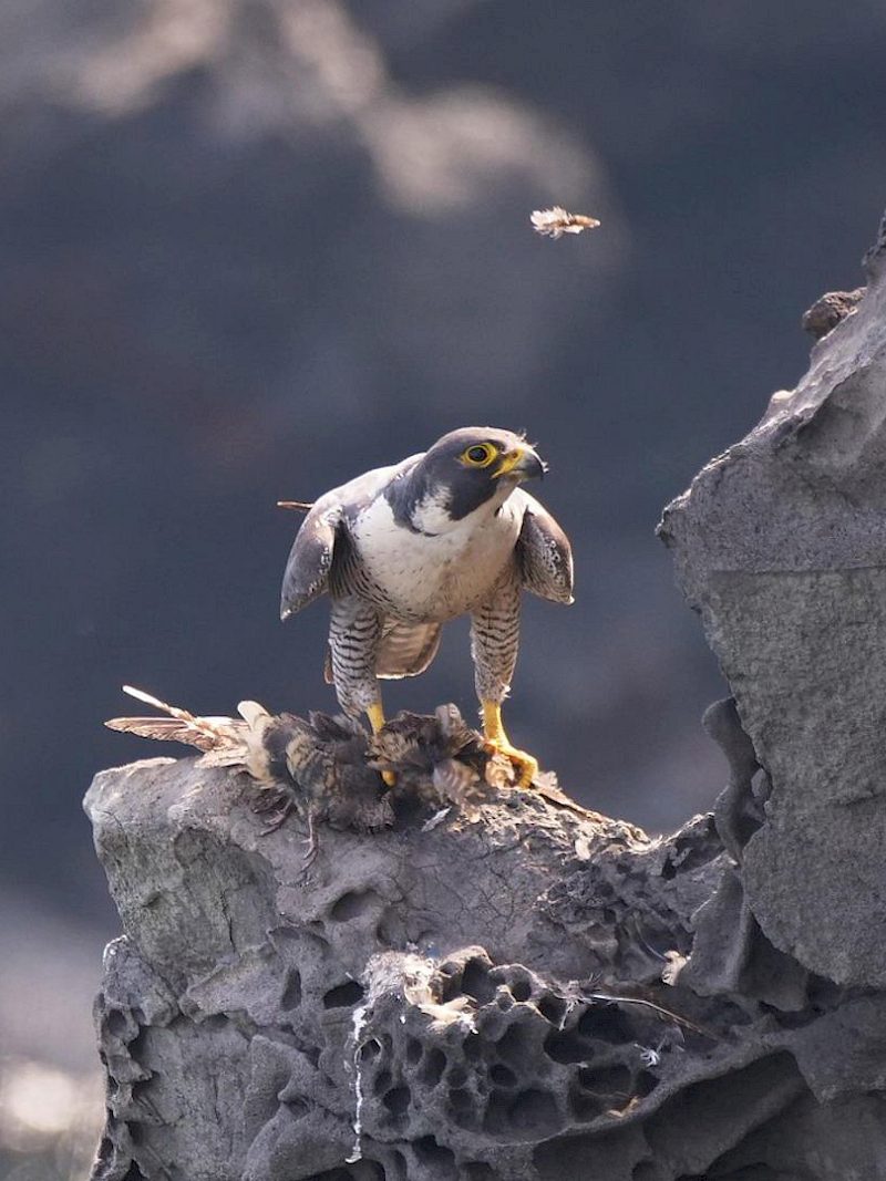 Was macht eigentlich der Wanderfalke übers Jahr?