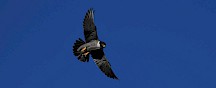 Wanderfalke im Flug