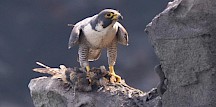 Wanderfalke mit Beute