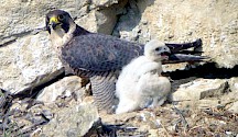 Wanderfalke mit Jungvogel