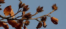 Rotbuche Bucheckern
