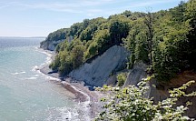 Die Rotbuchen im Jasmund Nationalpark Rügen. Rotbuchen im Jasmund