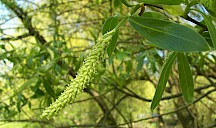 Silberweide weibliche Blüte