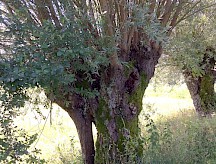 Silberweide Korbweide