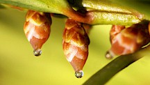 Eibe weibliche Blüte