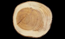 Eibe Holz