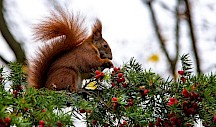 Eibe mit Eichhoernchen