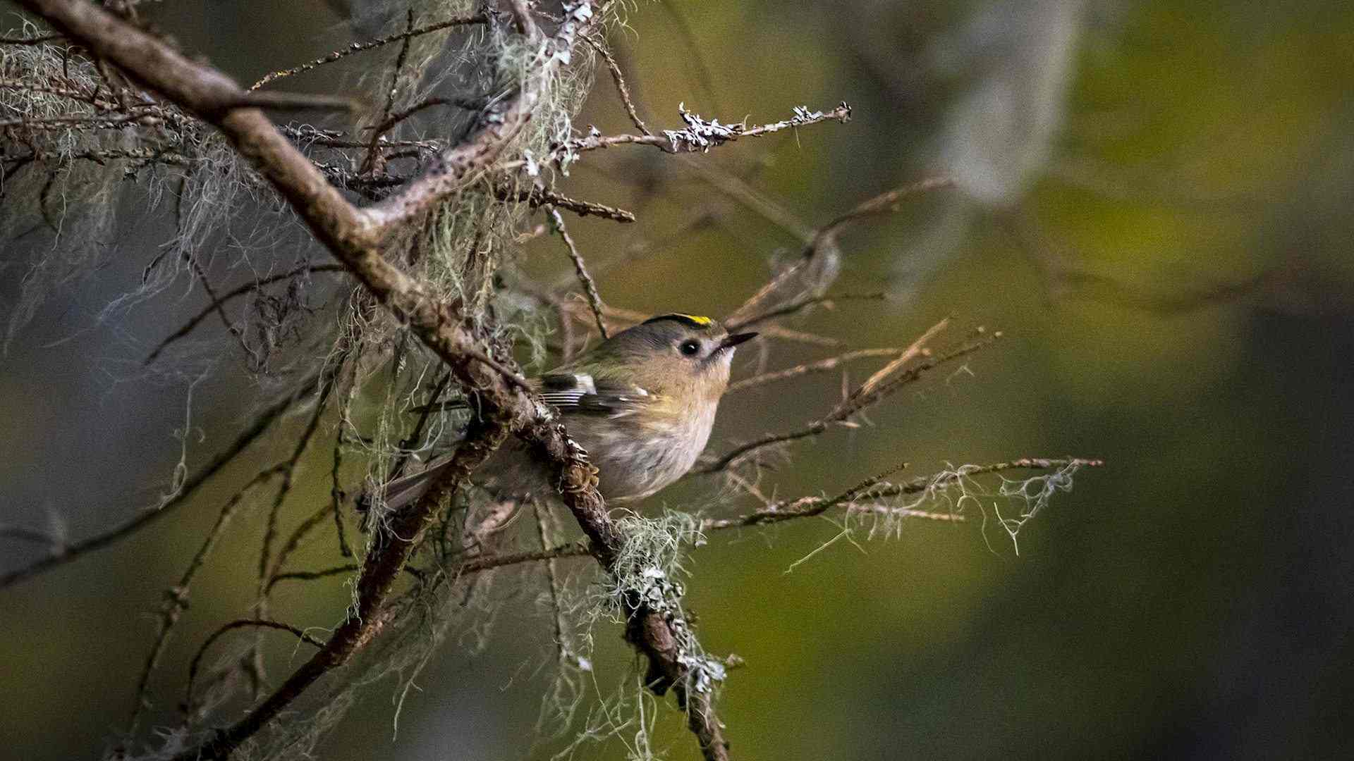 Was macht eigentlich das Wintergoldhähnchen im Herbst? Headerbild