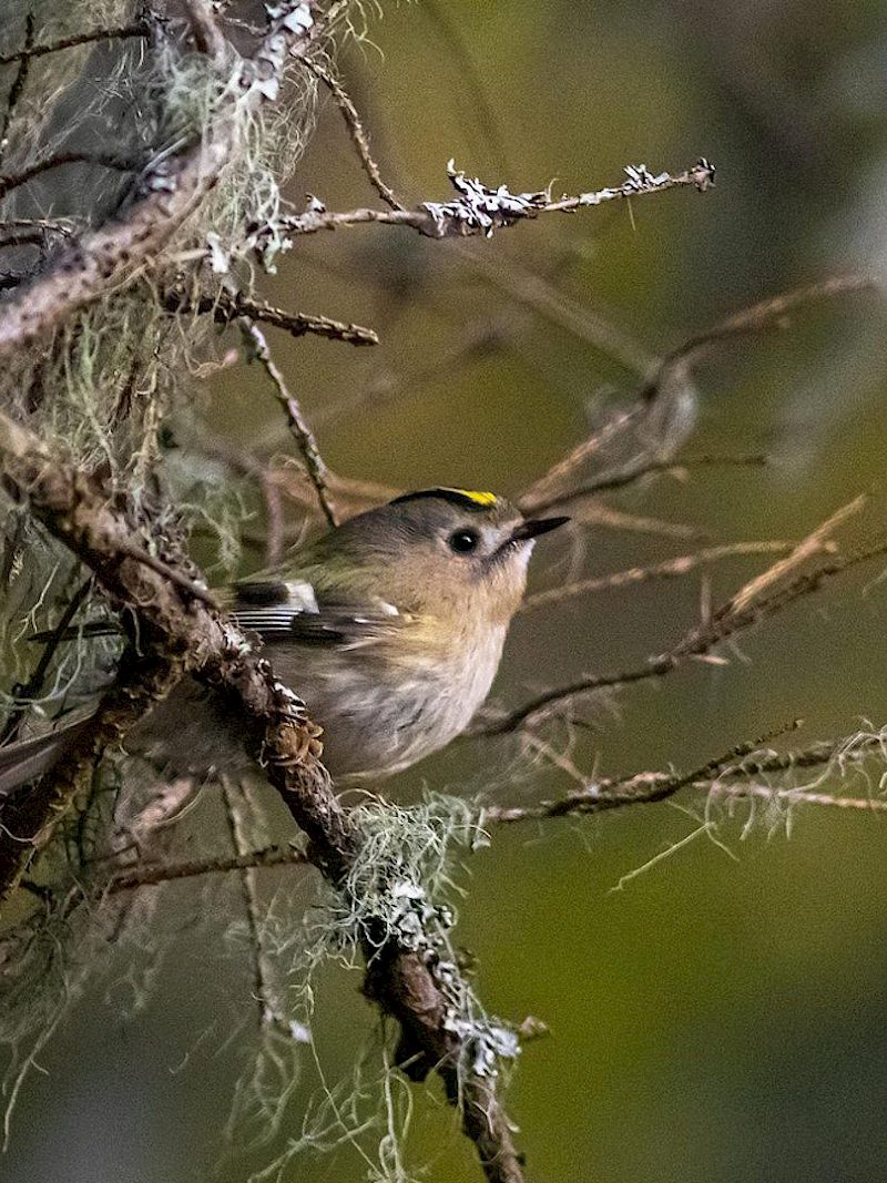 Was macht eigentlich das Wintergoldhähnchen im Herbst?