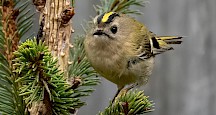 EIn Wintergoldhähnchen in einem Nadelbaum. Wintergoldhähnchen
