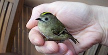 Ein Wintergoldhähnchen sitzt in einer Hand. Wintergoldhähnchen in einer Hand
