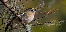 Ein Wintergoldhähnchen sitzt auf einem Zweig voller Flechten. Wintergoldhähnchen