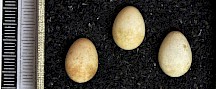 Die winzigen Eier eines Wintergoldhähnchens. Wintergoldhähnchen Eier