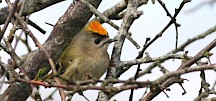 Das Männchen eines Wintergoldhähnchens. Wintergoldhähnchen Maennchen