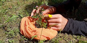 Eine Wiesenpflanze wird sehr genau untersucht.