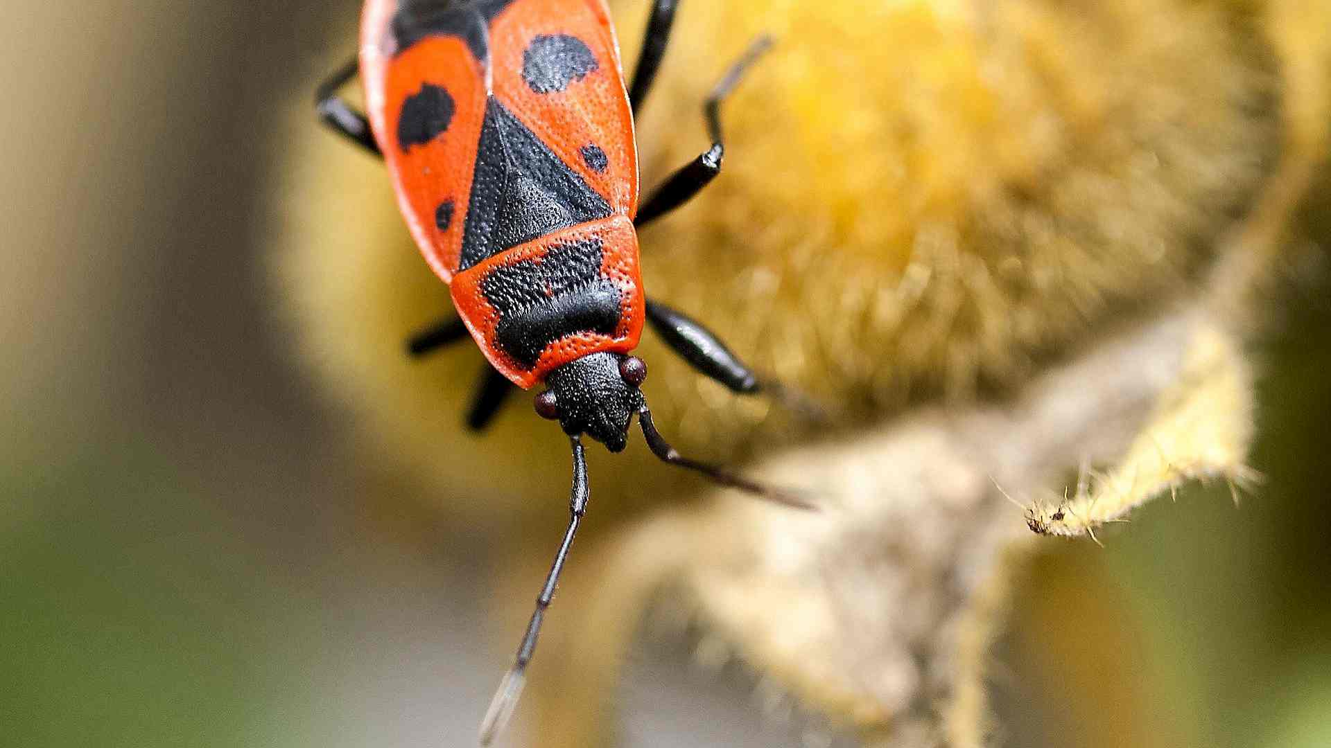 Was macht eigentlich die Feuerwanze übers Jahr? Headerbild