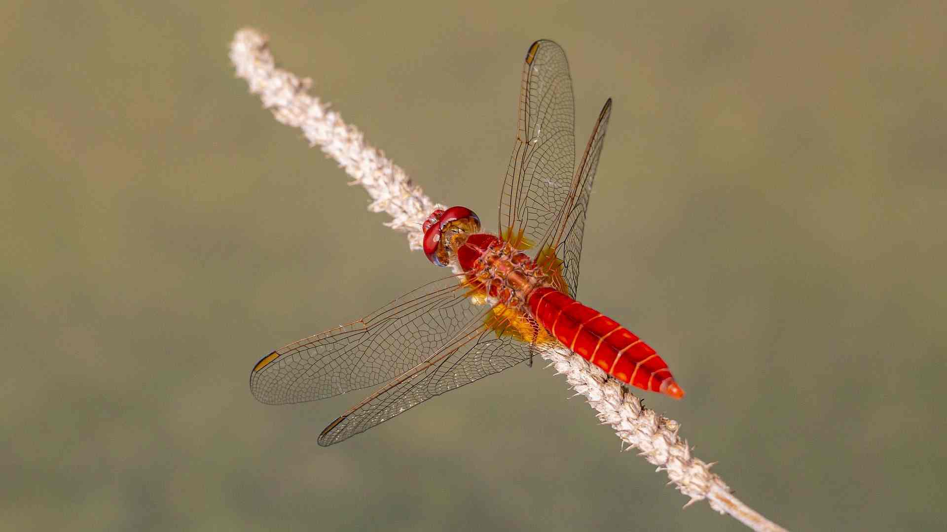 Was macht eigentlich die Feuerlibelle übers Jahr? Header-Bild