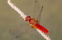 Feuerlibelle rotes Männchen