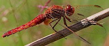 Feuerlibelle rötliches Weibchen