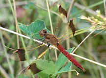 Gebänderte Heidelibelle