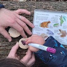 Kinder- und Erwachsenenhände bemalen Baumscheiben.