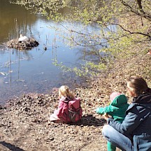 Eine Familie beobachtet einen brütenden Schwan.
