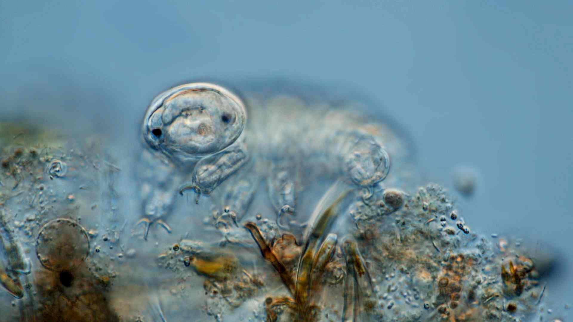 Was macht eigentlich das Bärtierchen im Frühling? Header-Bild