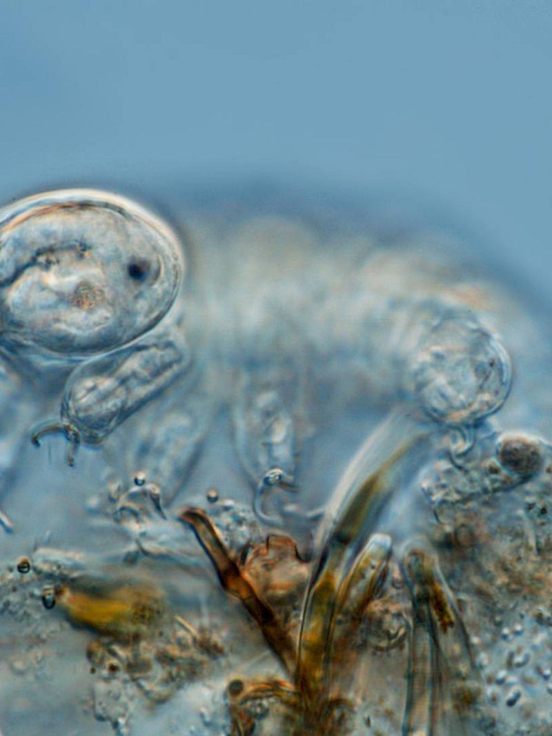 Was macht eigentlich das Bärtierchen im Frühling?