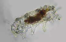 Ein Bärtierchen unter dem Mikroskop. Bärtierchen durchsichtig