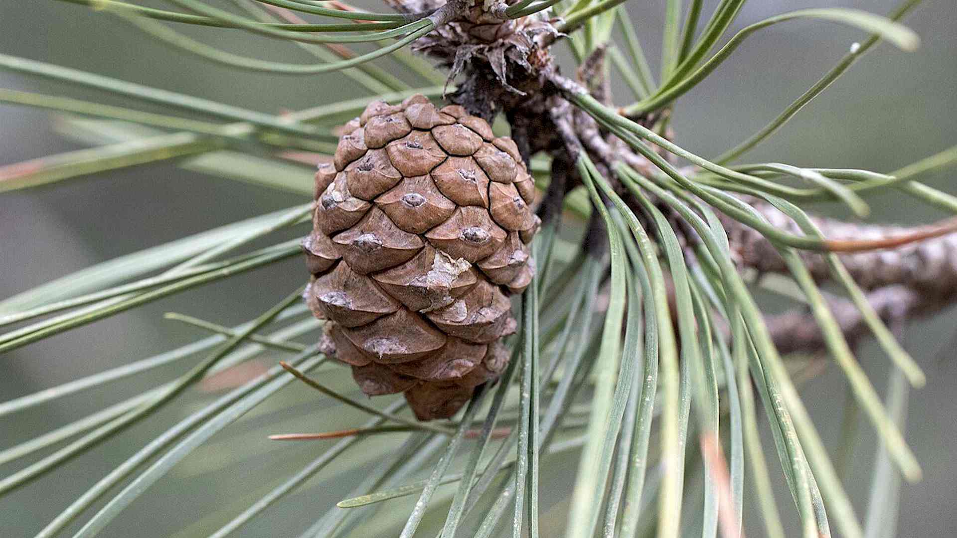 Was macht eigentlich die Schwarzkiefer im Frühling? Header-Bild