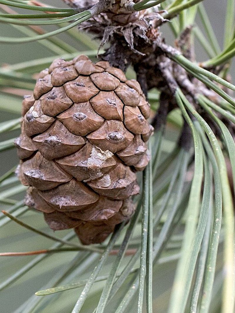 Was macht eigentlich die Schwarzkiefer im Frühling?