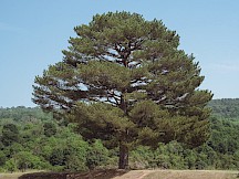 Eine Schwarzkiefer auf einem Hügel. Schwarzkiefer Baum
