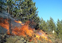 Ein Feuer wütet in einem Schwarzkieferwald in Portugal. Brand in einem Schwarzkiefernwald in Portugal