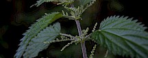 Brennnessel männliche Blüte
