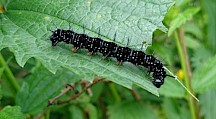 Tagpfauenauge Raupe