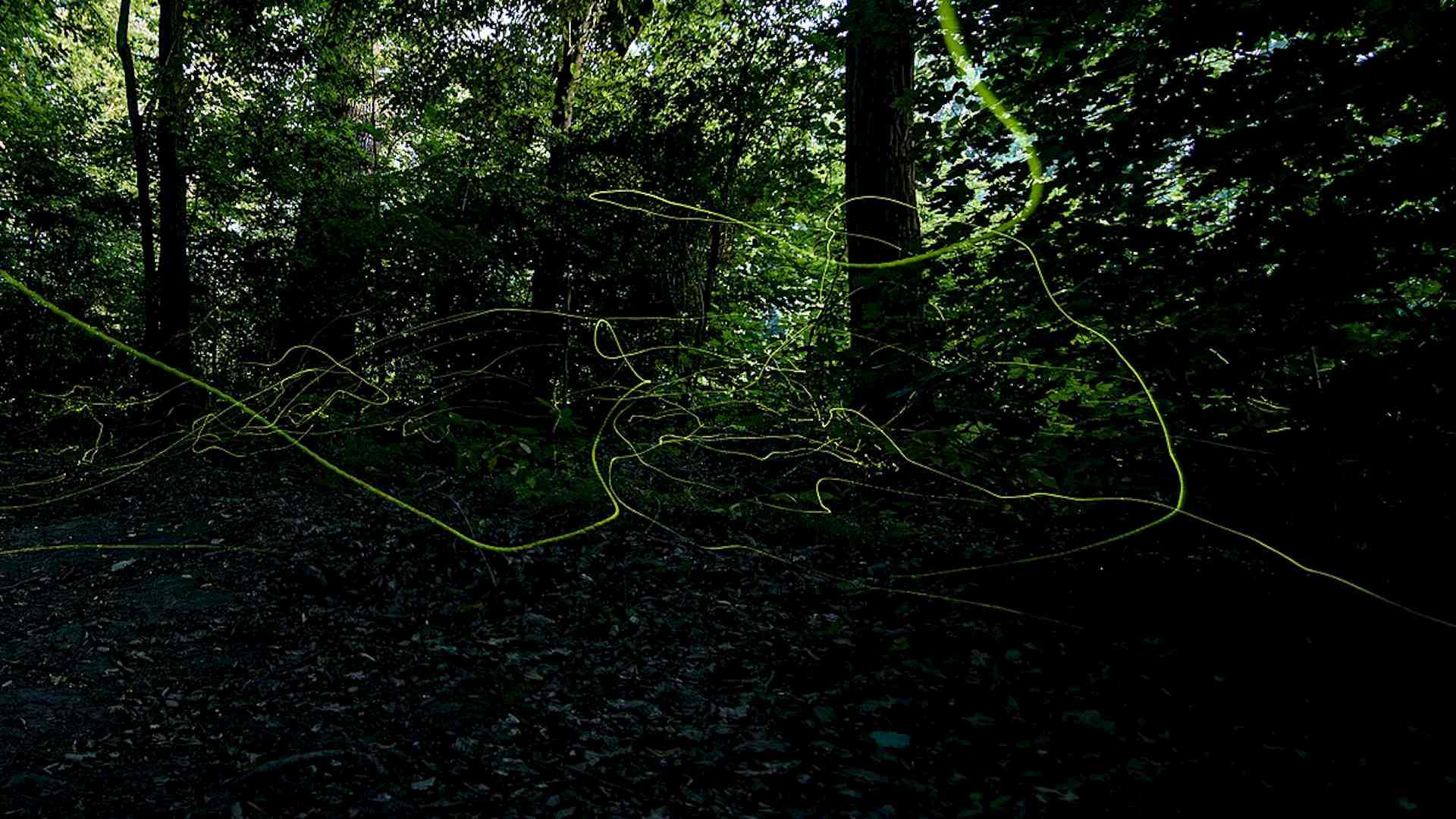 Was macht eigentlich das Glühwürmchen im Sommer? Header-Bild