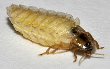 Weibchen eines Kleinen Leuchtkäfers. Kleiner Leuchtkäfer Weibchen