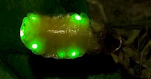 Ein Leuchtkäfer-Weibchen bei Nacht. Kleiner Leuchtkäfer Weibchen