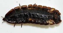 Die Larve eines Kleinen Leuchtkäfers. Kleiner Leuchtkäfer Larve
