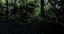 Die Lichtspuren von Glühwürmchen im Wald. Glühwürmchen Lichtspuren