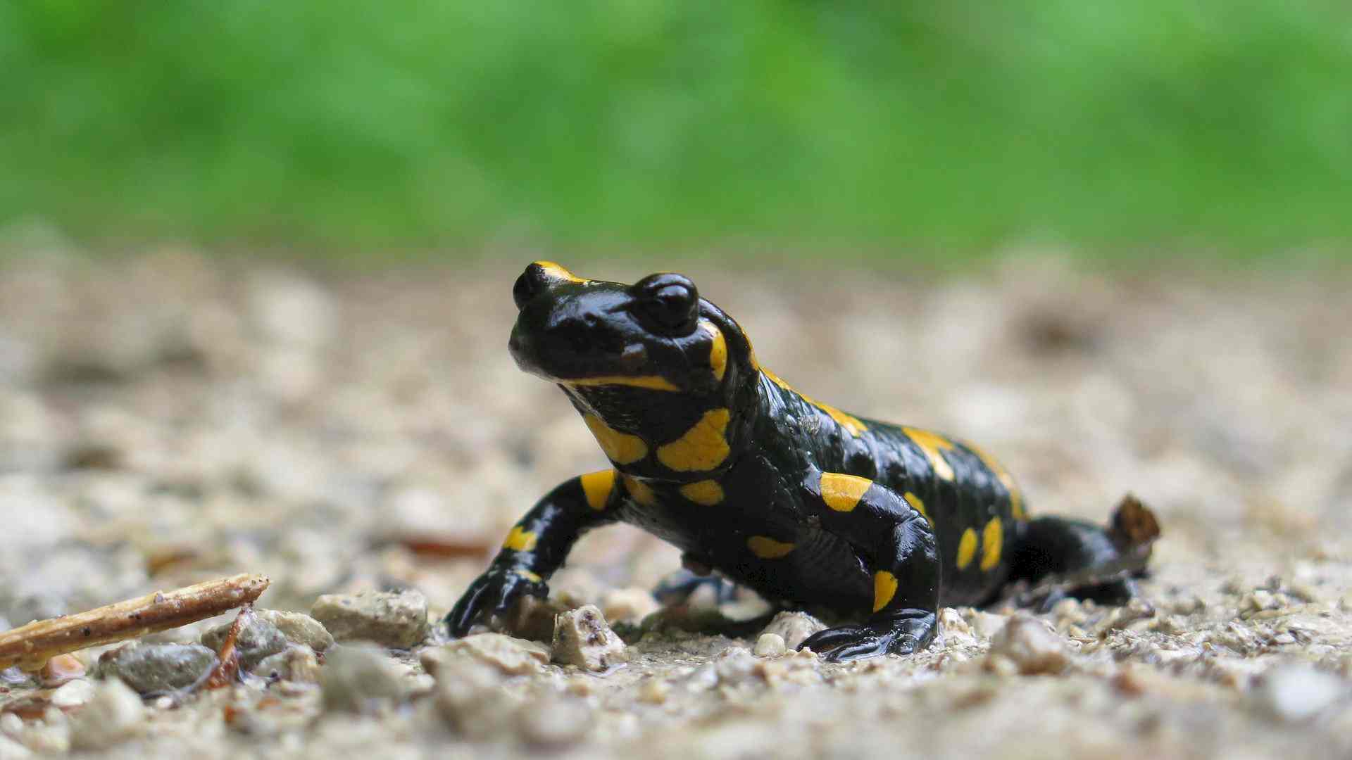 Was macht eigentlich der Feuersalamander übers Jahr? Header-Bild