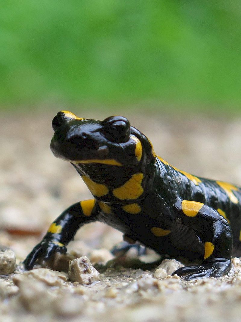 Was macht eigentlich der Feuersalamander übers Jahr?