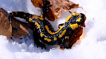 Feuersalamander im Schnee