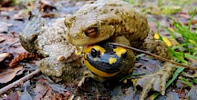 Erdkröte umklammert Feuersalamander