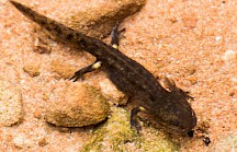 Feuersalamander Larve