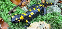 Feuersalamander im Moos